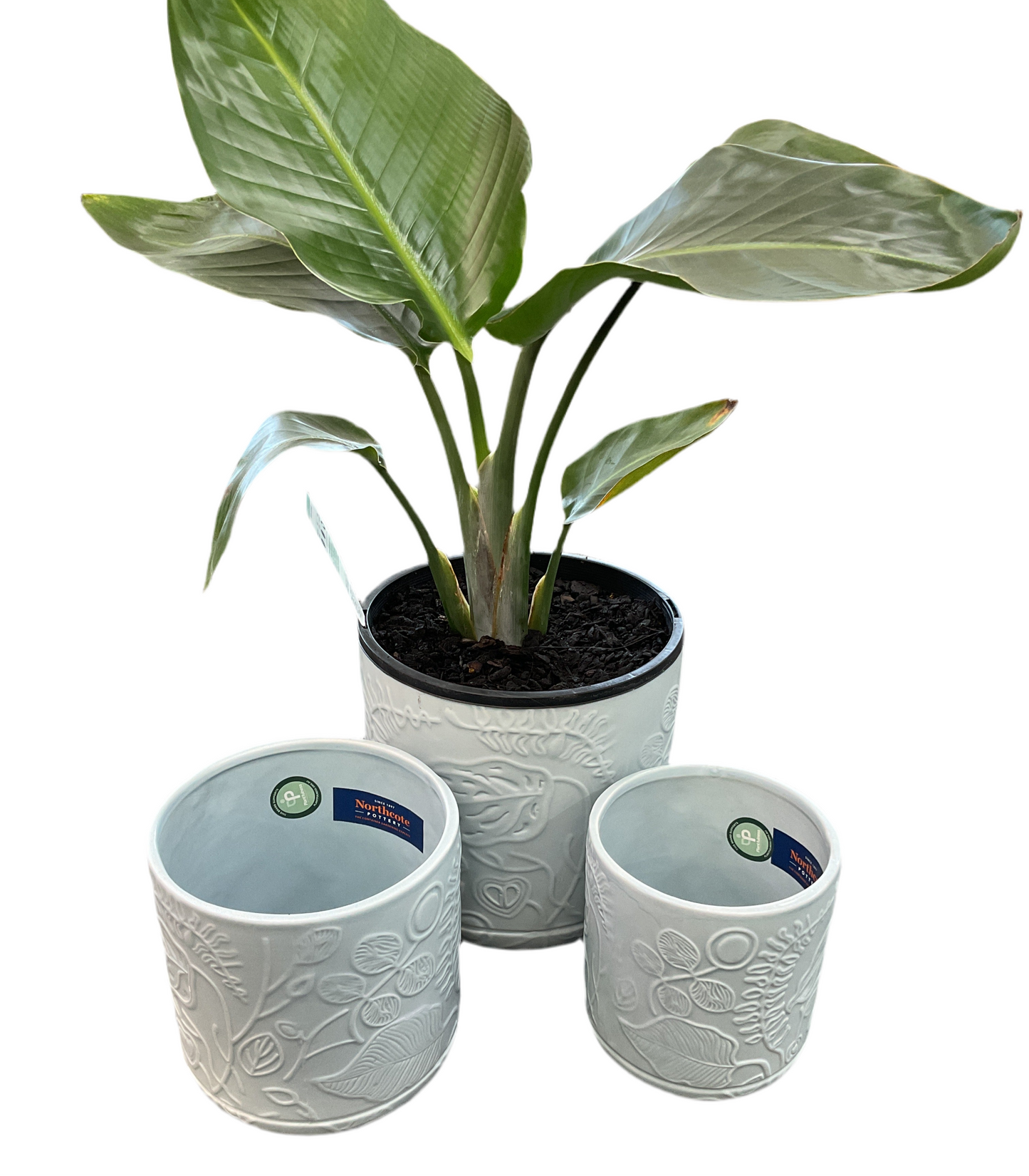 Spring Pot - Blue