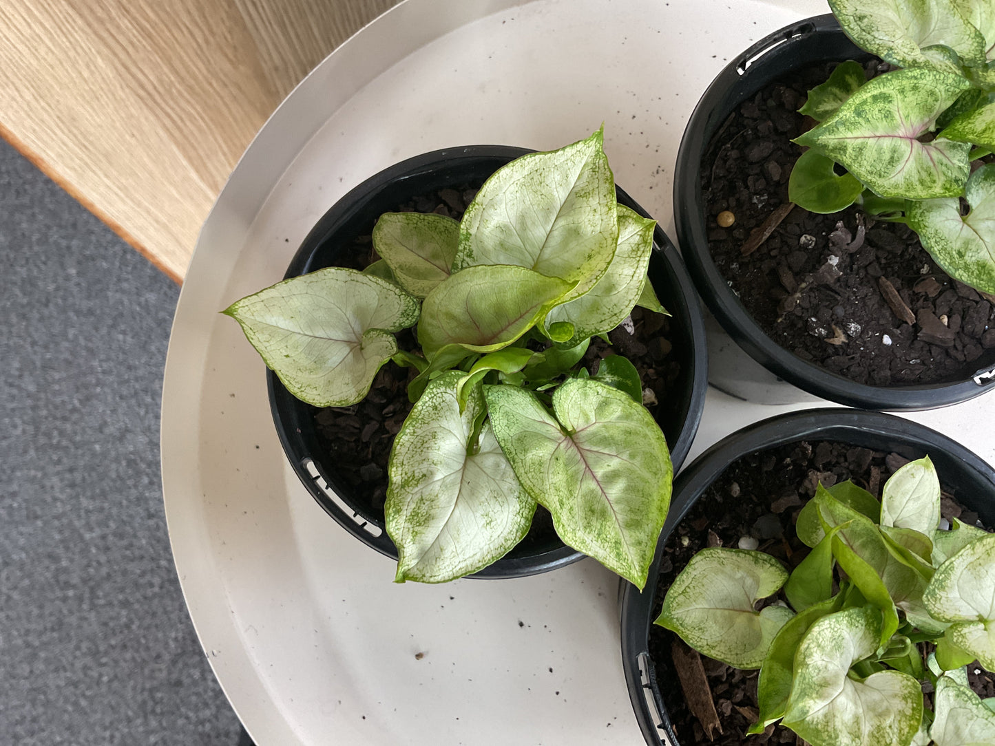 Syngonium Sunshine Speckle