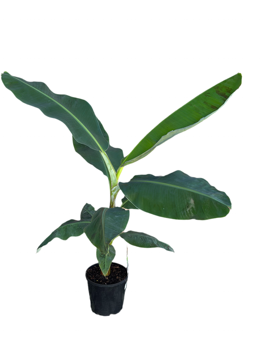 200mm Banana Palm