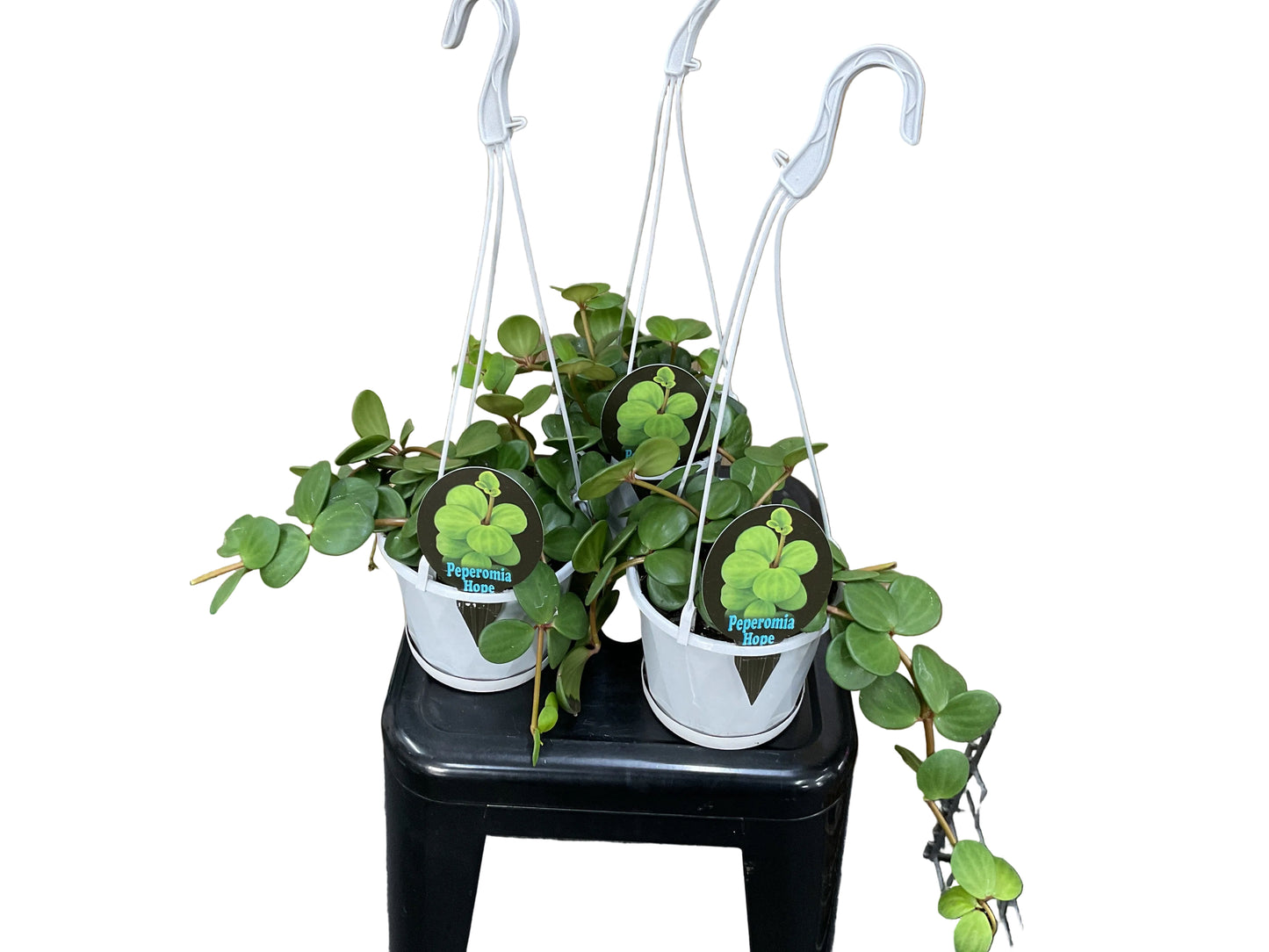 130mm Peperomia Hope