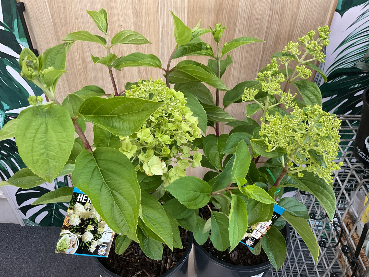 200mm Hydrangea Hercules
