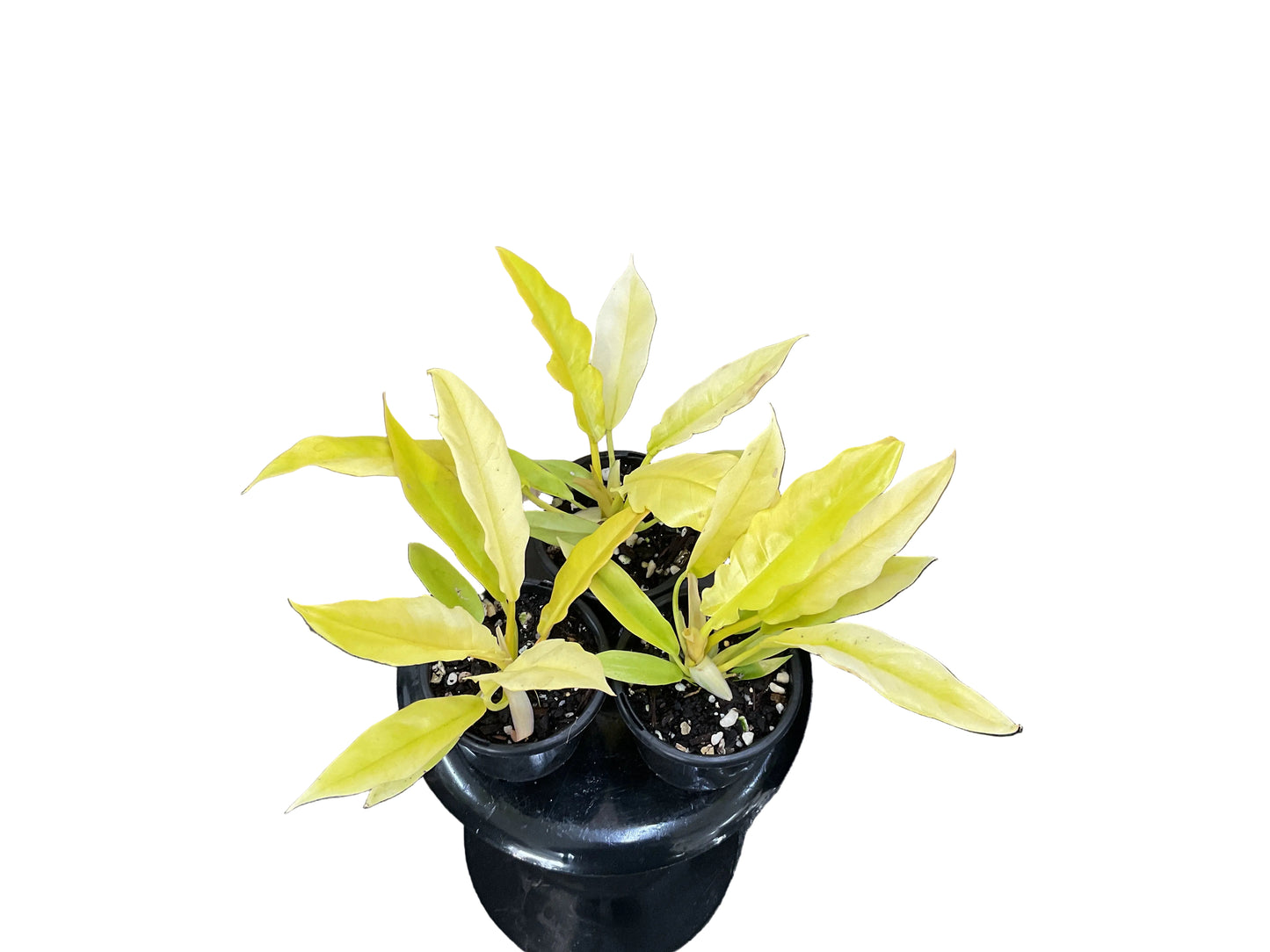 120mm Philodendron Golden Crocodile