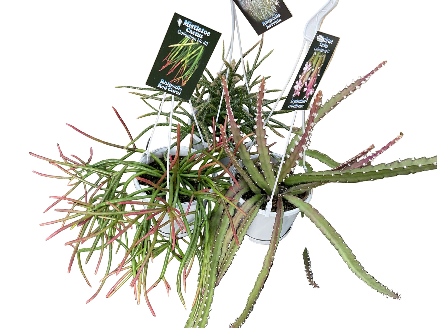 130mm Rhipsalis Assorted