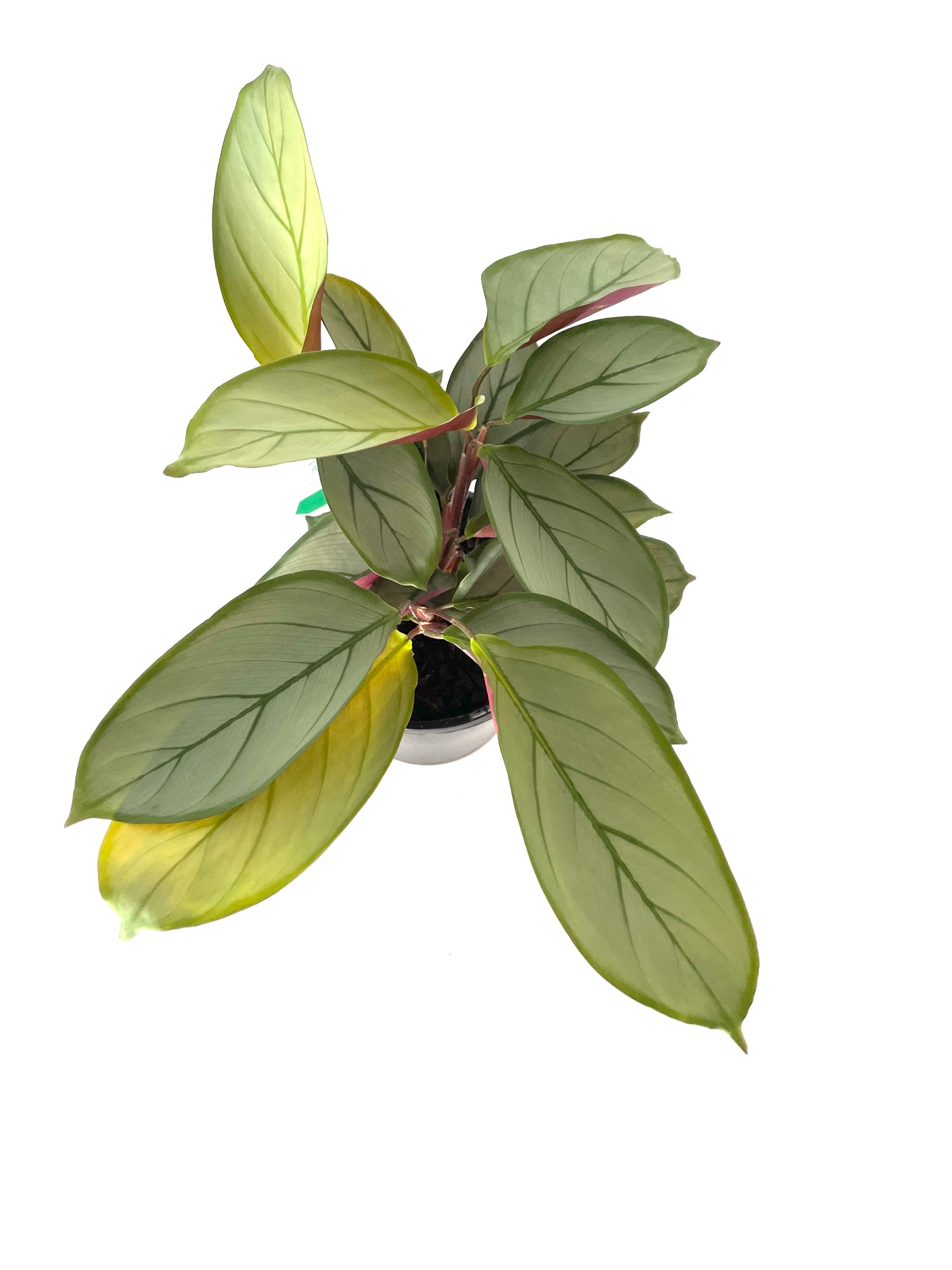 130mm Ctenanthe Grey Star