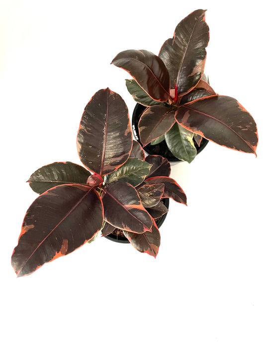 130mm Ficus Ruby