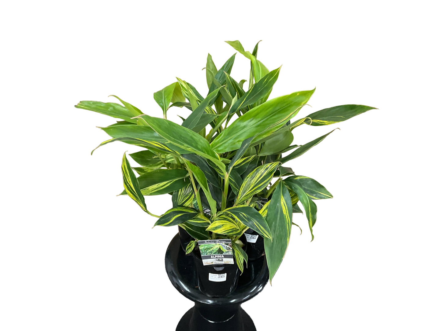 140mm Alpinia Zerumbet-Ornamental Ginger