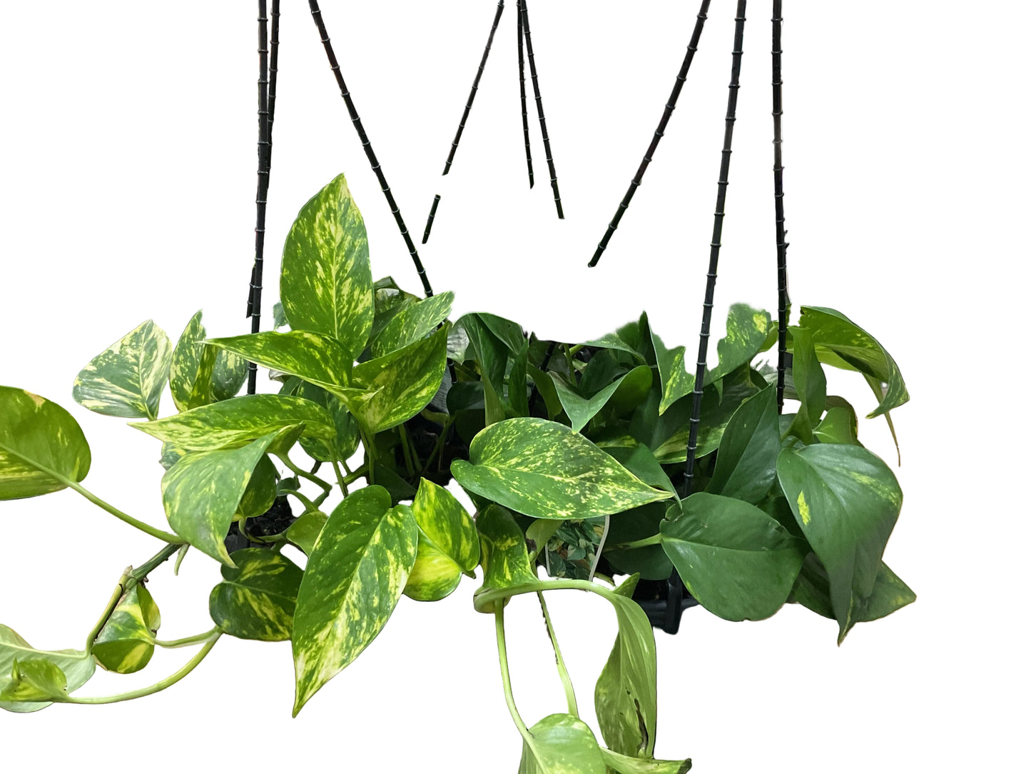 130mm Epipremnum Devils Ivy