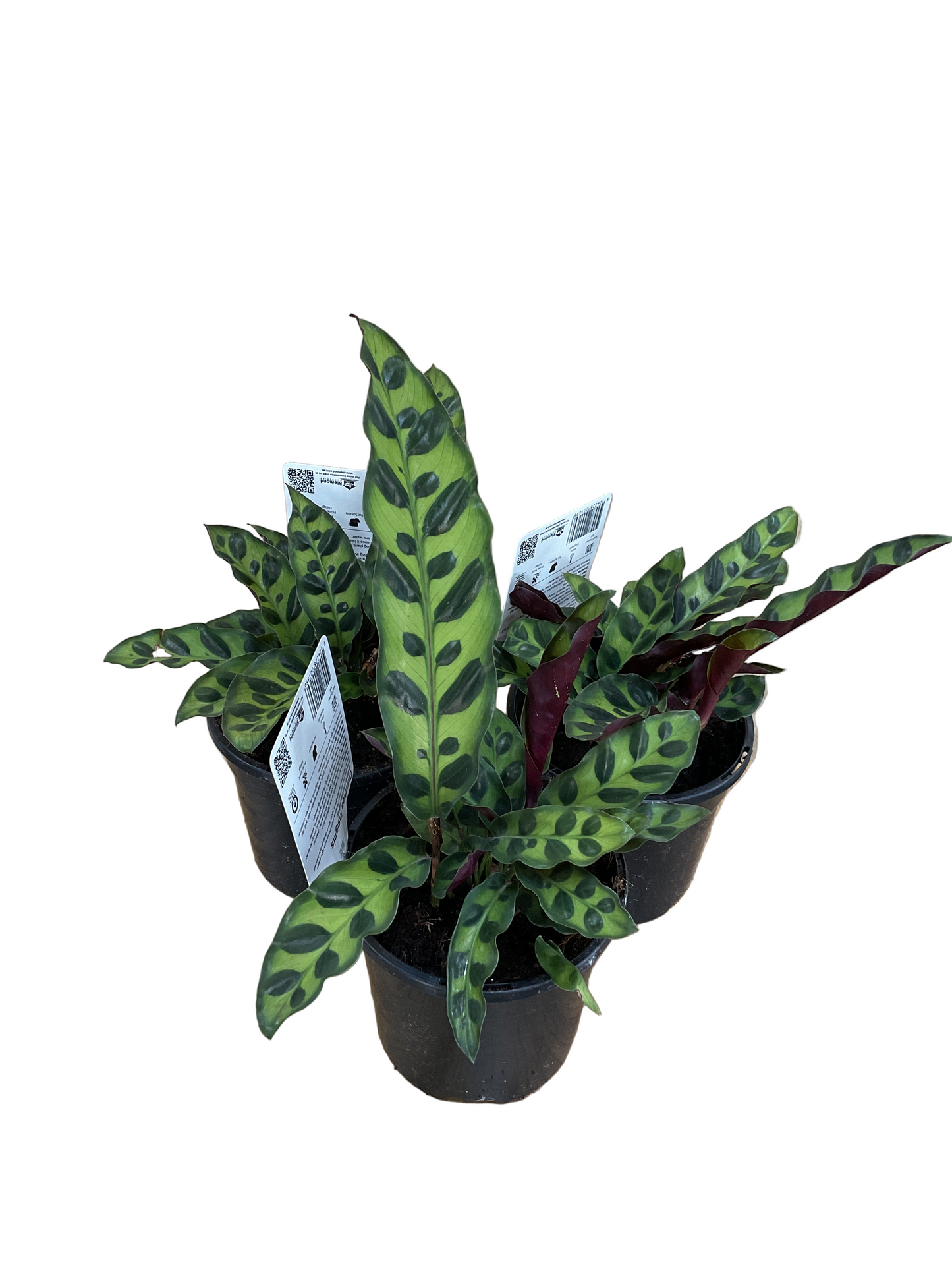 Calathea Rattlesnake
