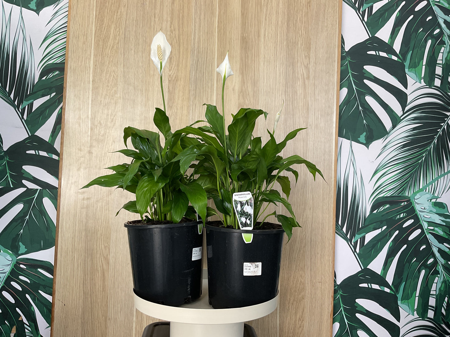 Spathiphyllum Mojo - Peace Lily
