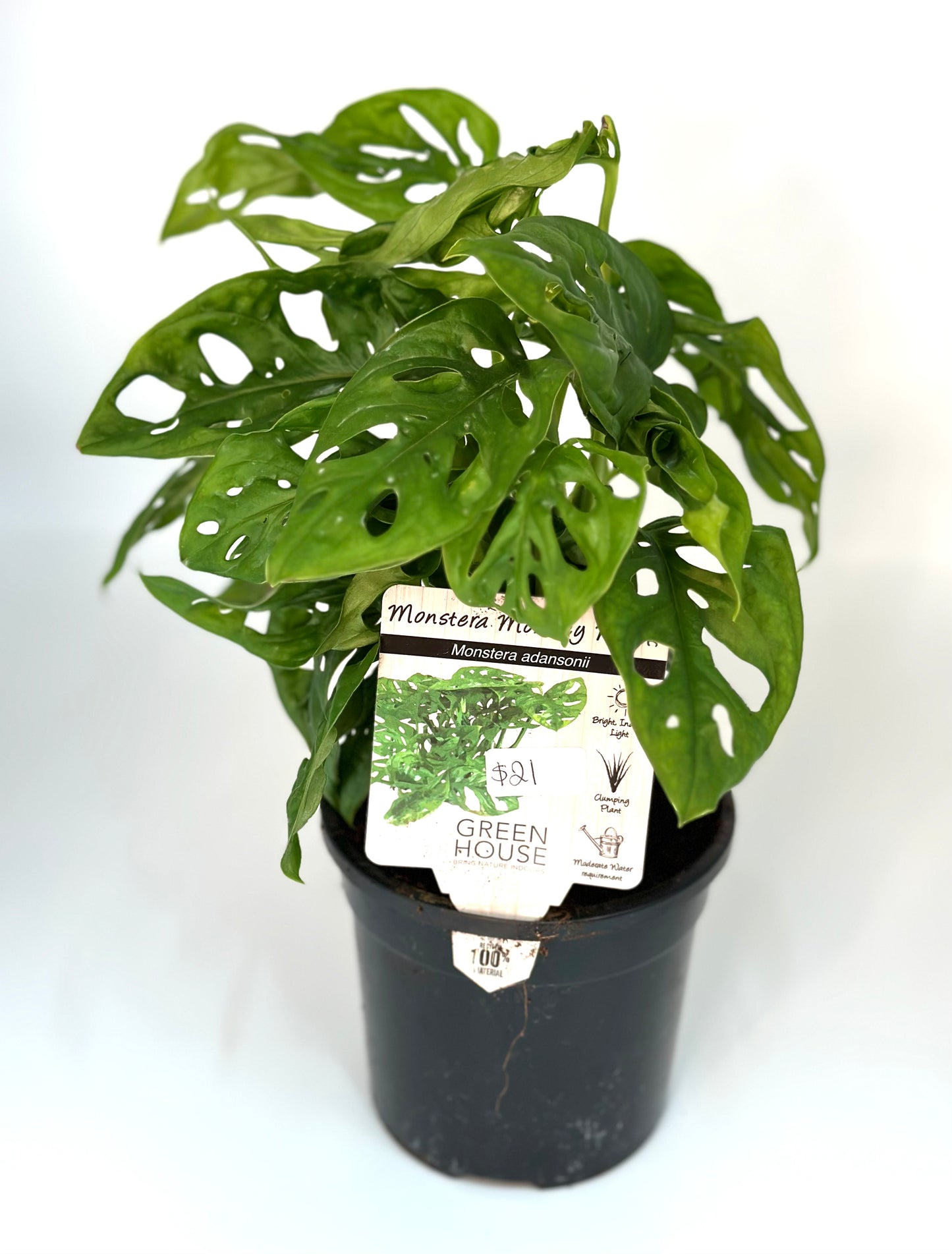 130mm Monstera Monkey Mask