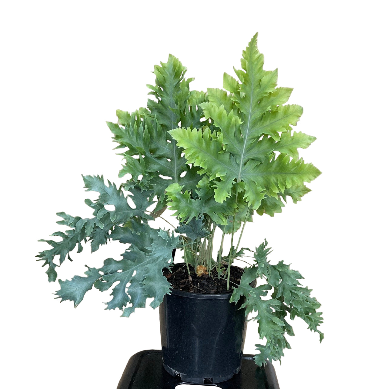 200mm Phlebodium Davana Fern