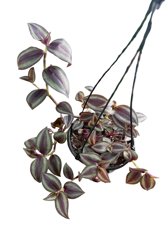 130mm Tradescantia zebrina Purple