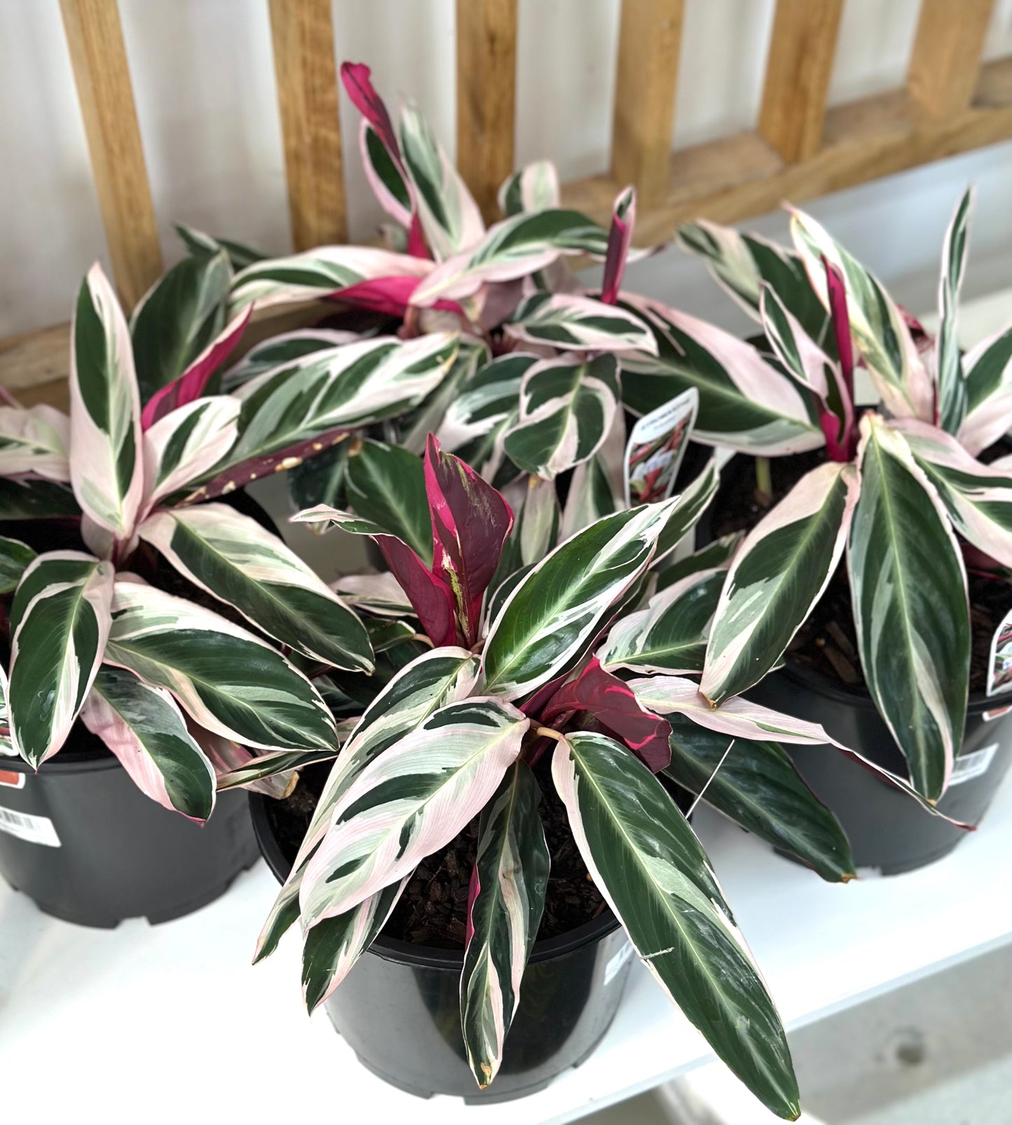200mm Stromanthe tricolour