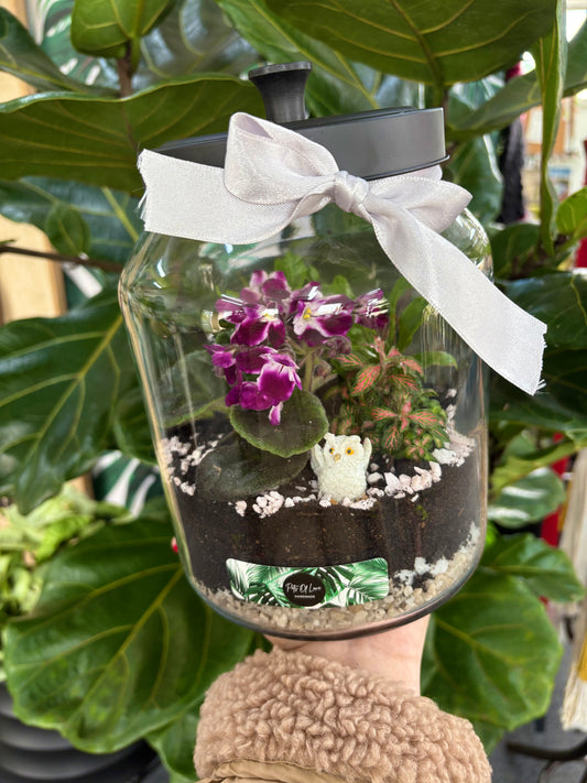 Owl African violet Terrarium