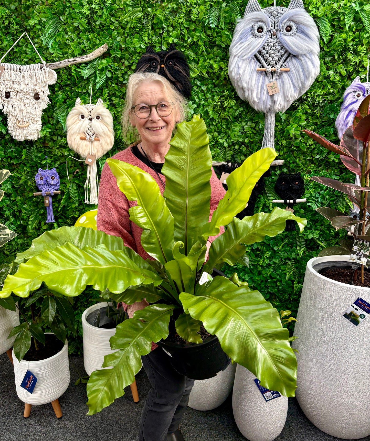 300mm Birds Nest Fern