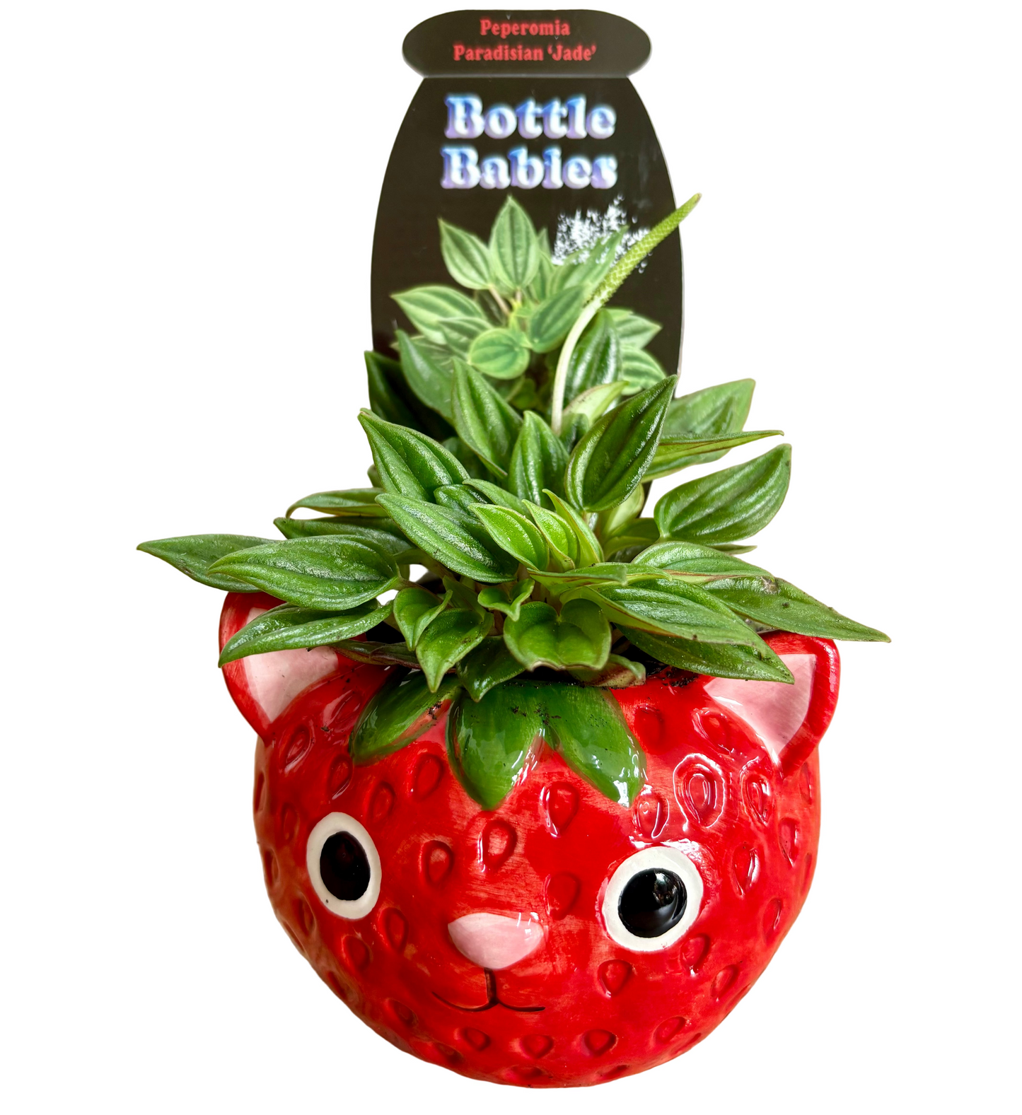 Strawberry Cat & Plant Combo