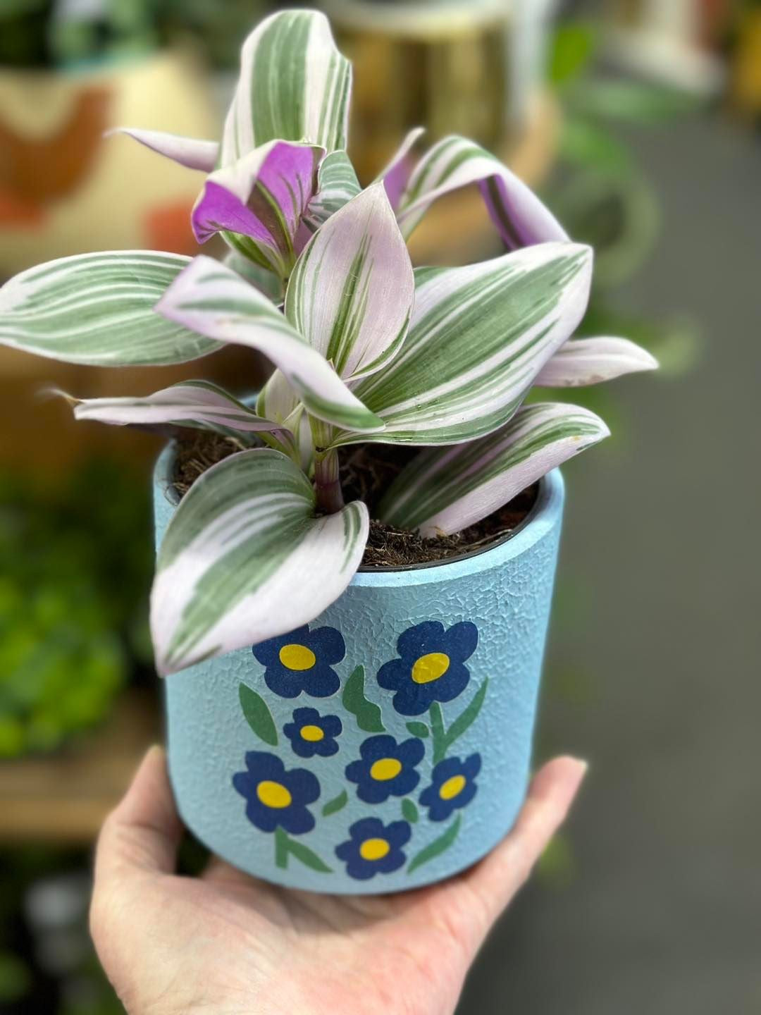 60mm Tradescantia Nanouk