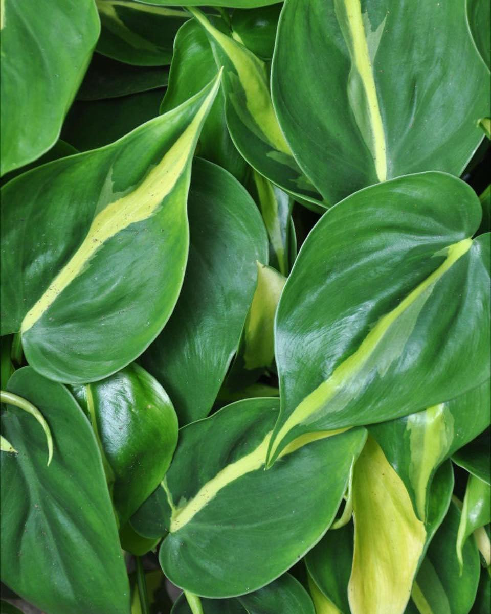 170mm Philodendron Brasil