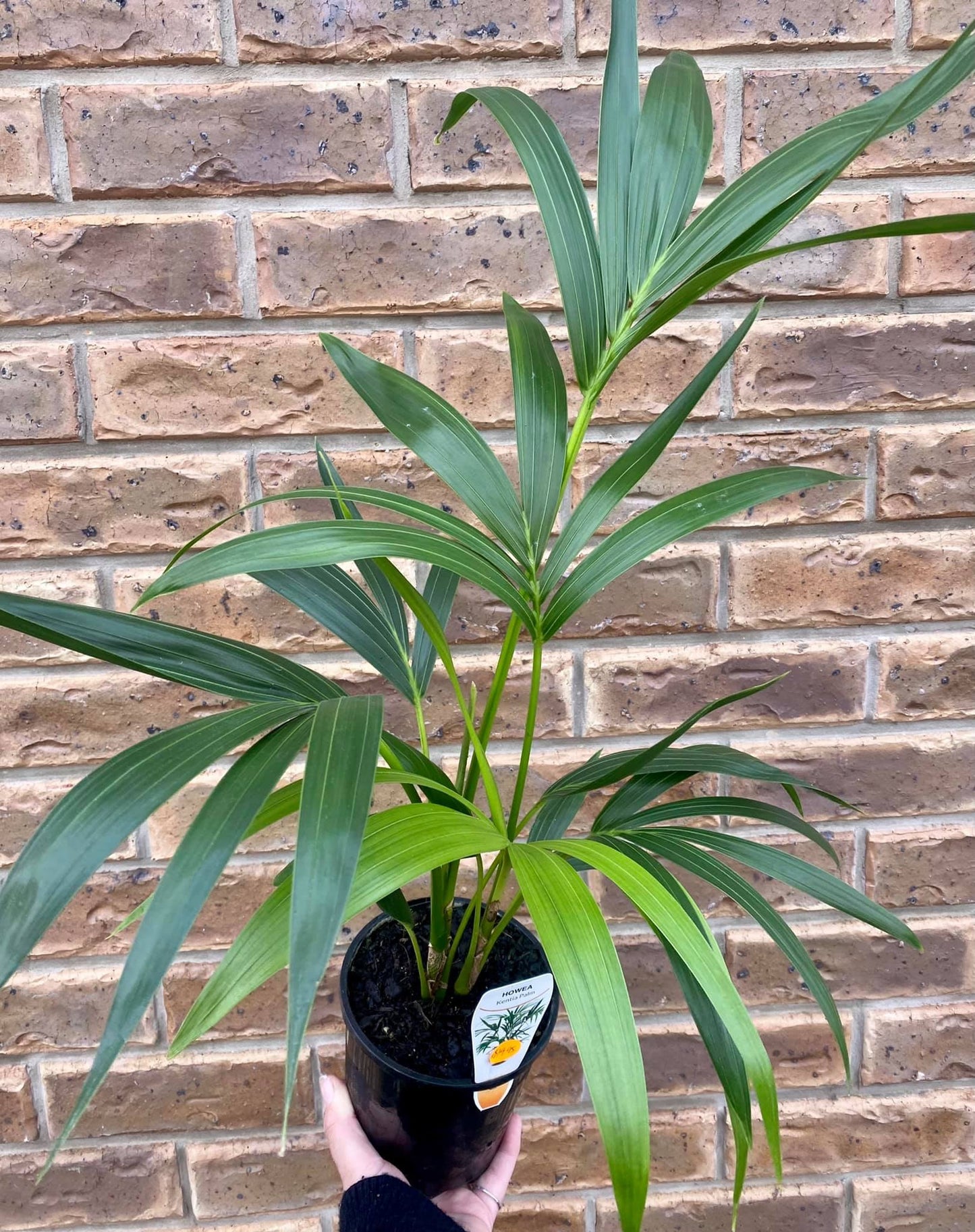 140mm Kentia Palm