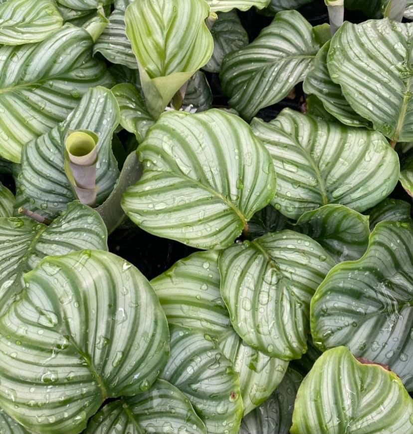 130mm calathea Orbifolia