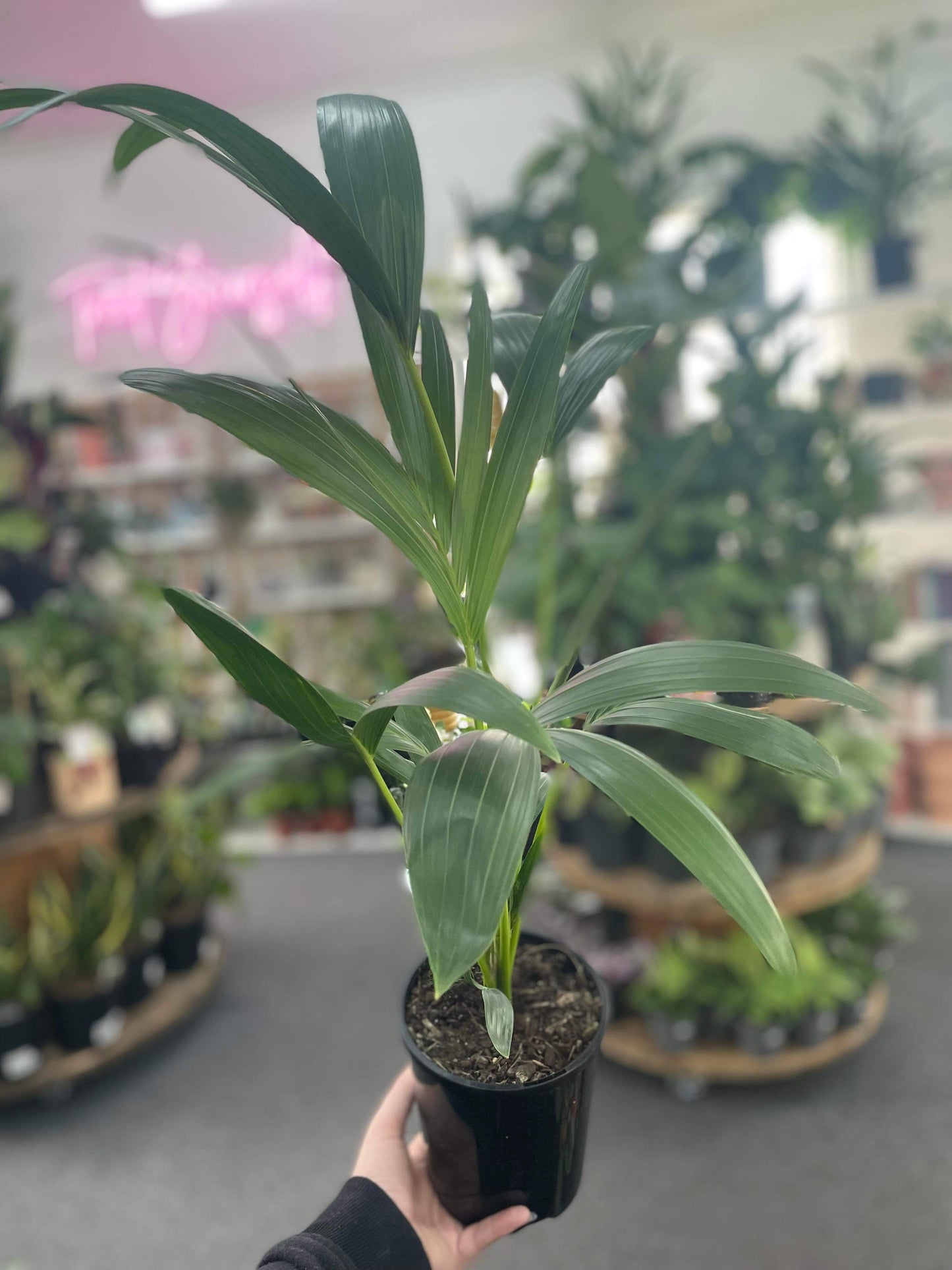 140mm Kentia Palm