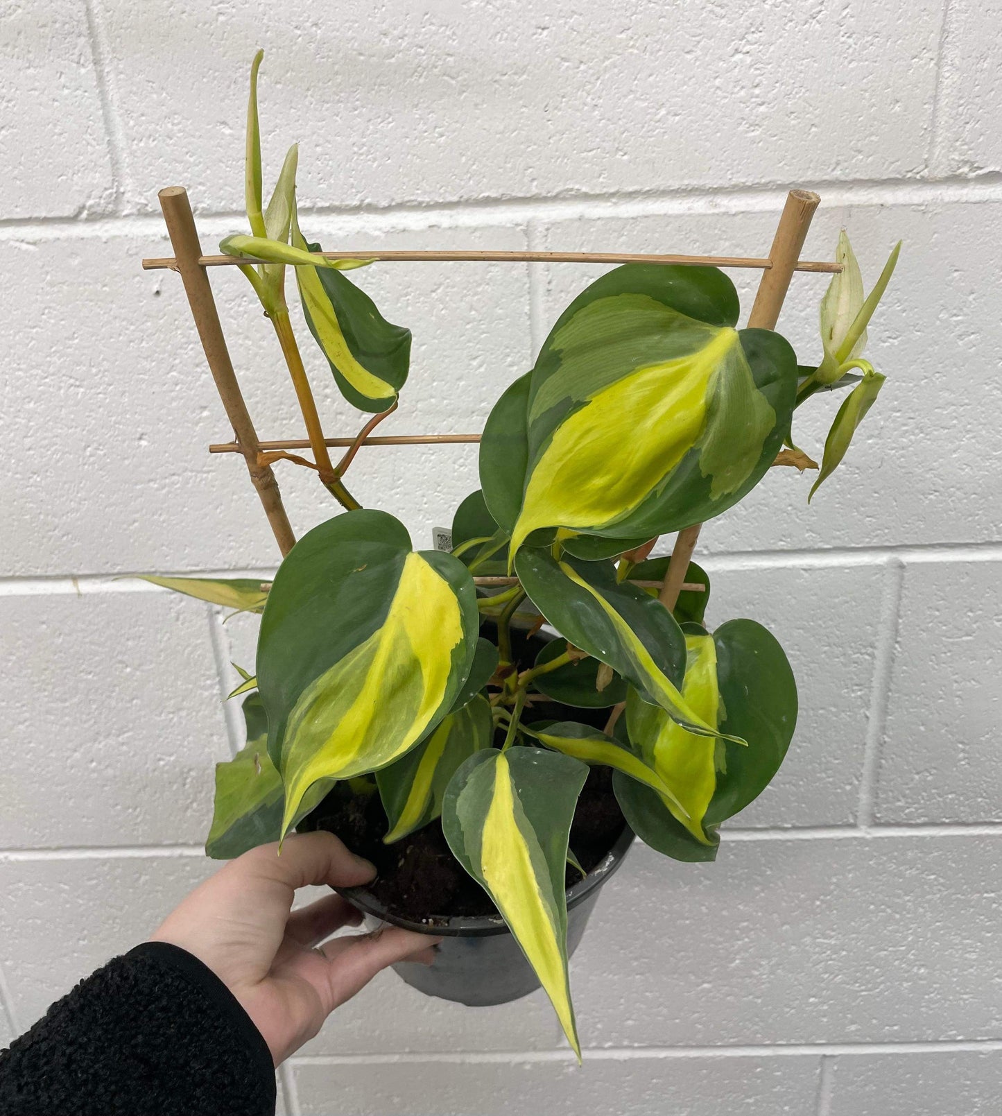 170mm Philodendron Brasil