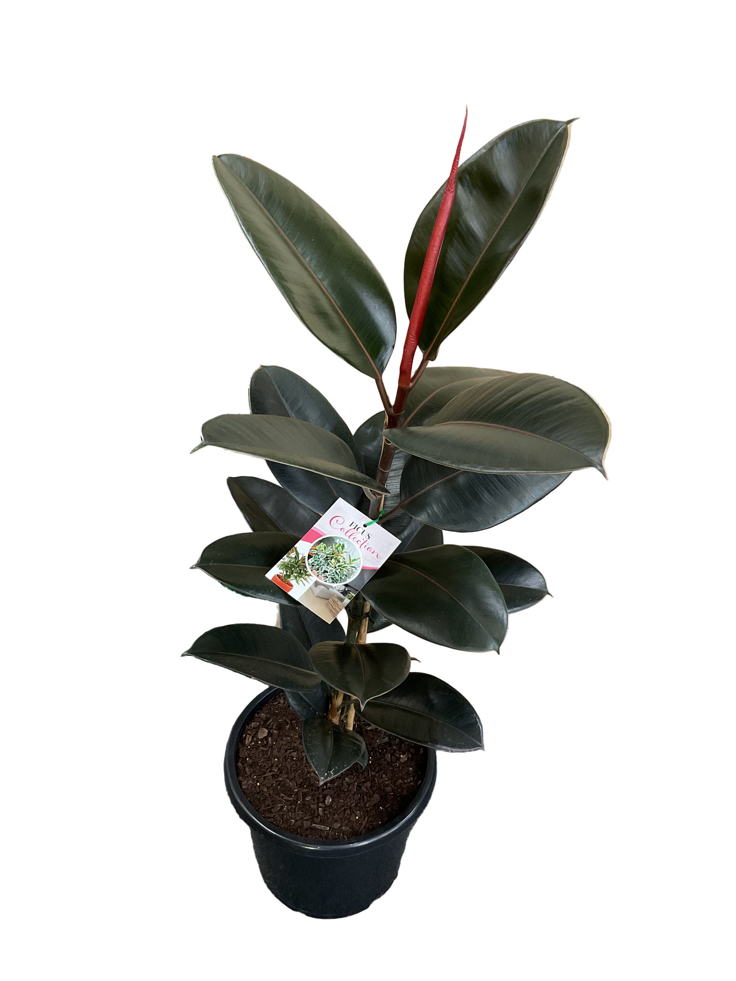 Ficus Elastica Burgundy