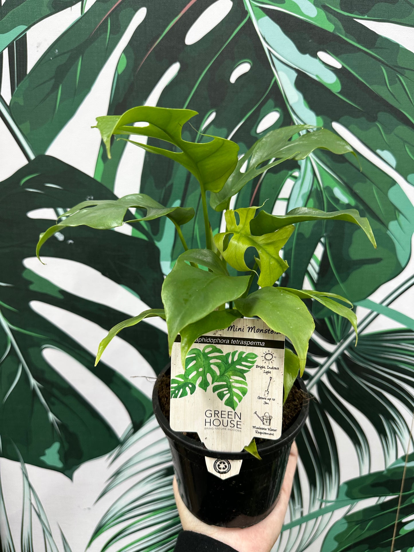 130mm Mini Monstera