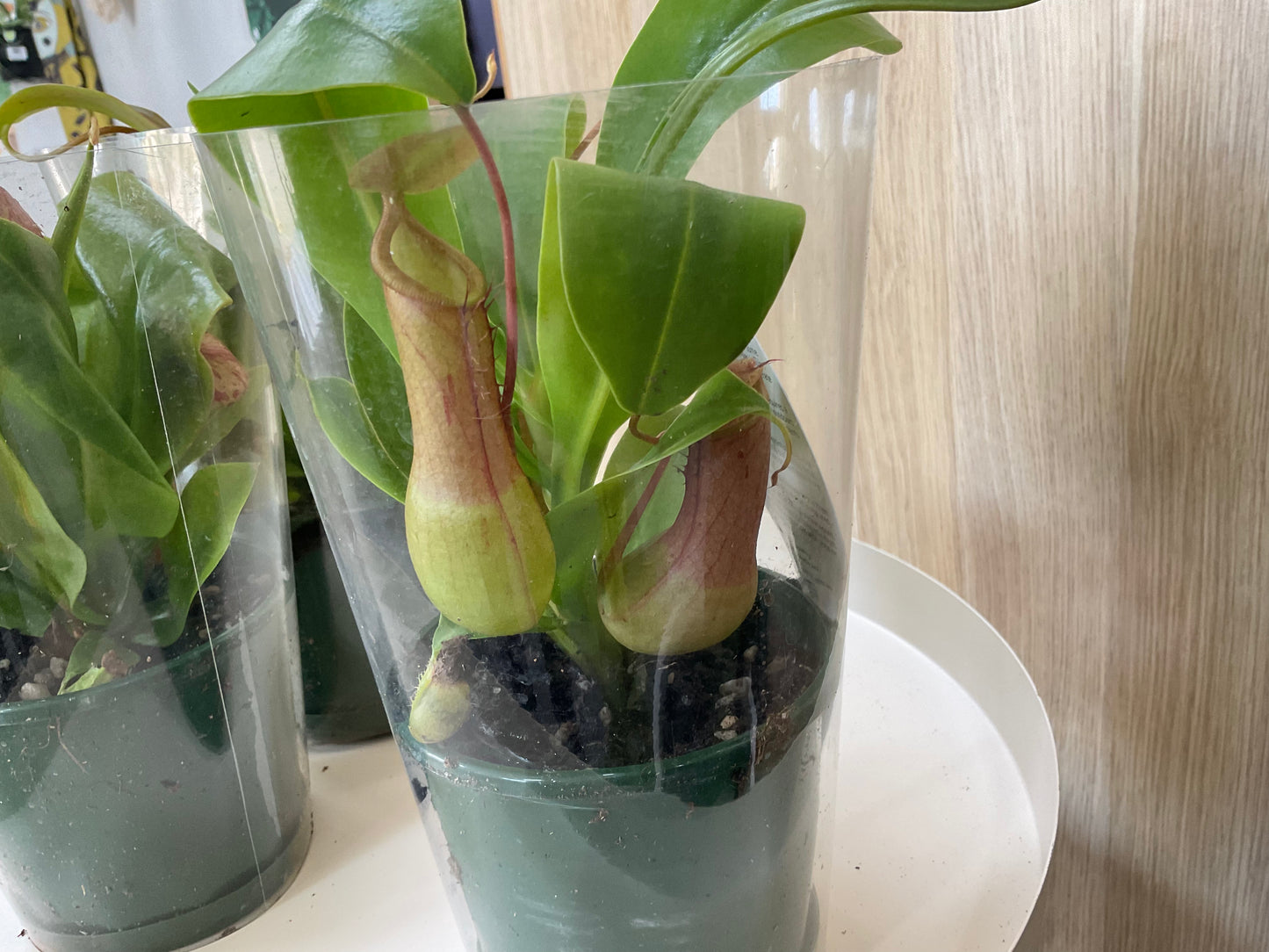 Nepenthes Pitcher Plants - Assorted