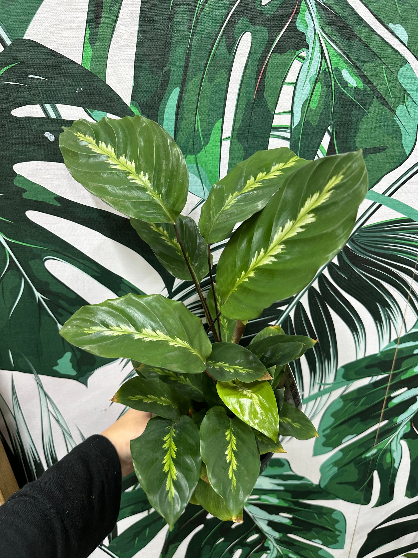 130mm Calathea louisae Maui Queen