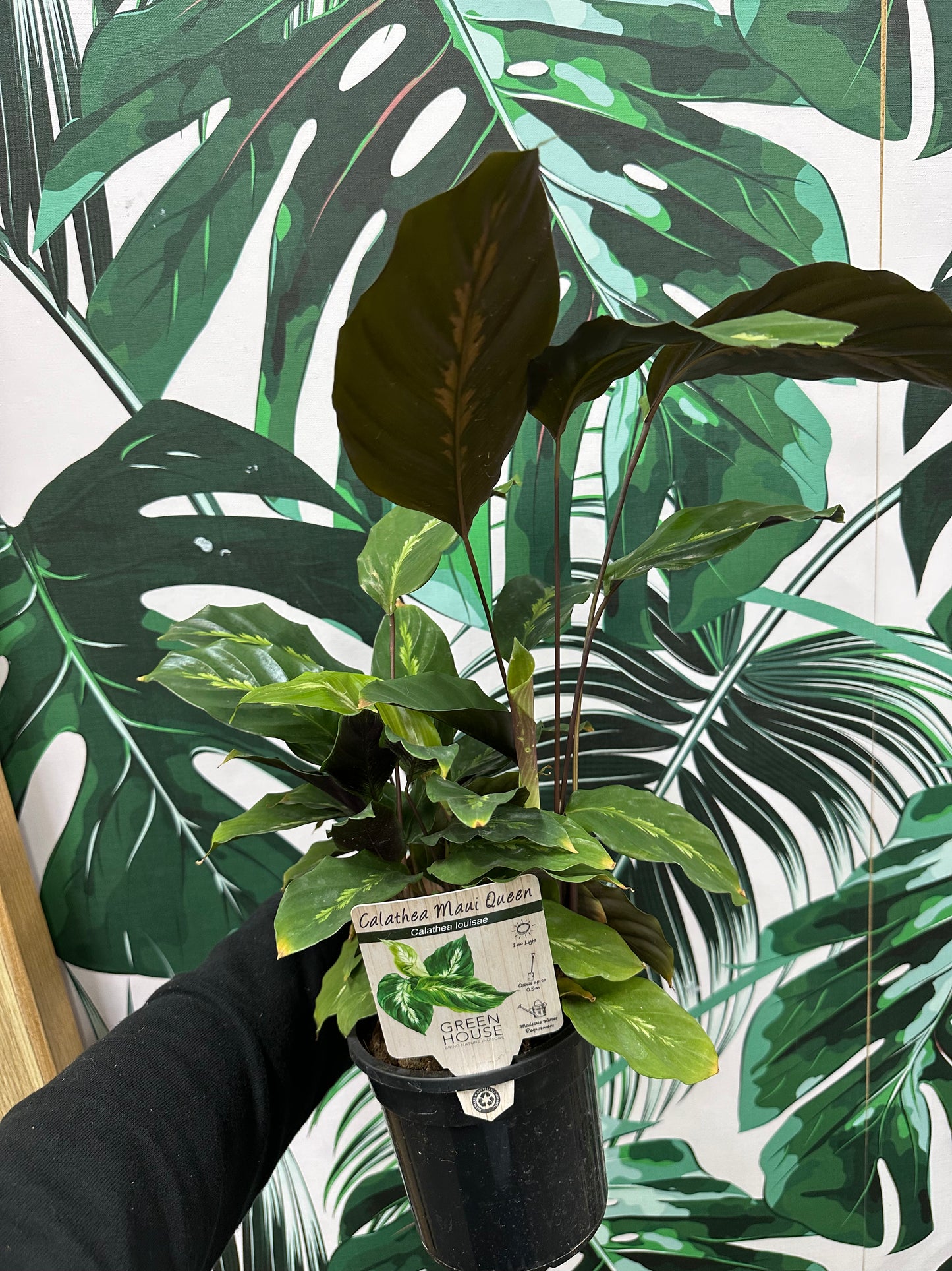 130mm Calathea louisae Maui Queen