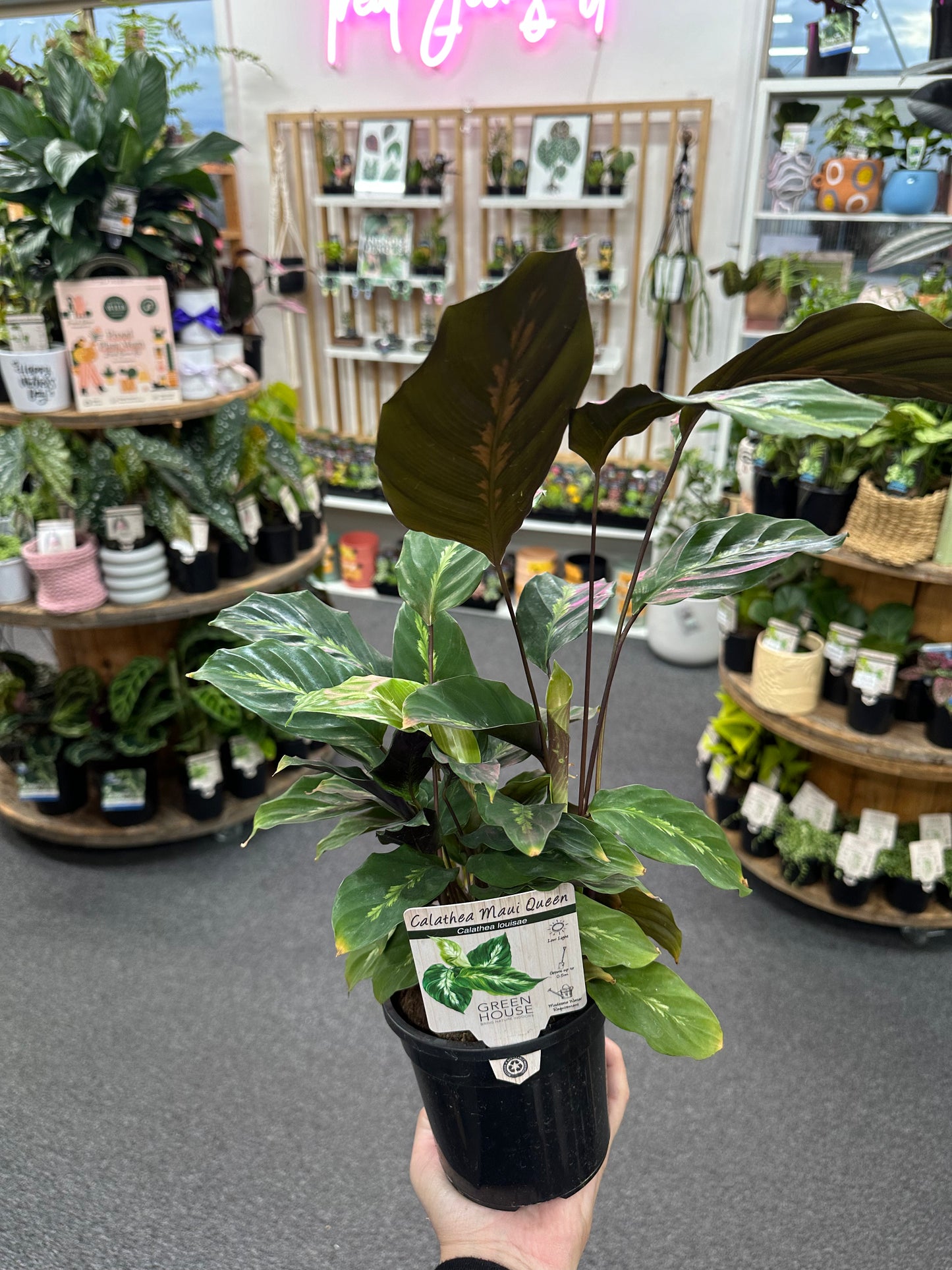 130mm Calathea louisae Maui Queen