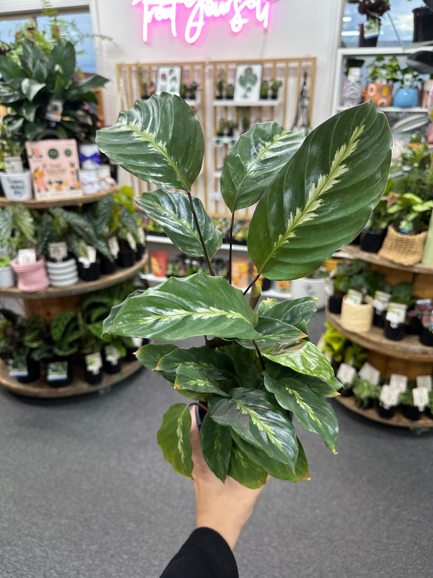 130mm Calathea louisae Maui Queen