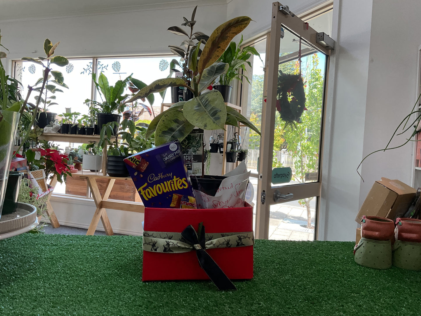 Christmas Hamper- Ficus and Choc