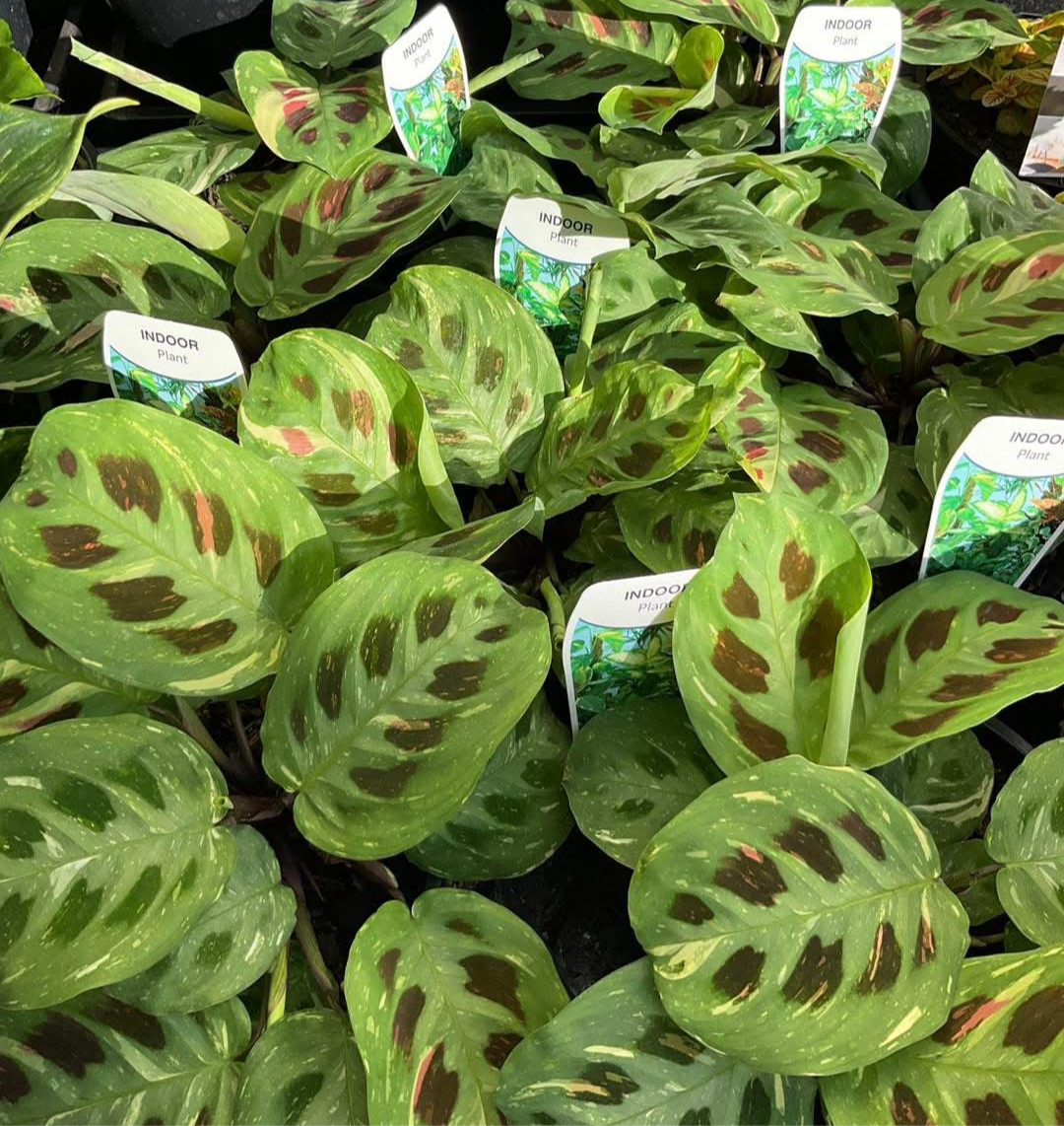 130mm Maranta Kerchoveana Variegated