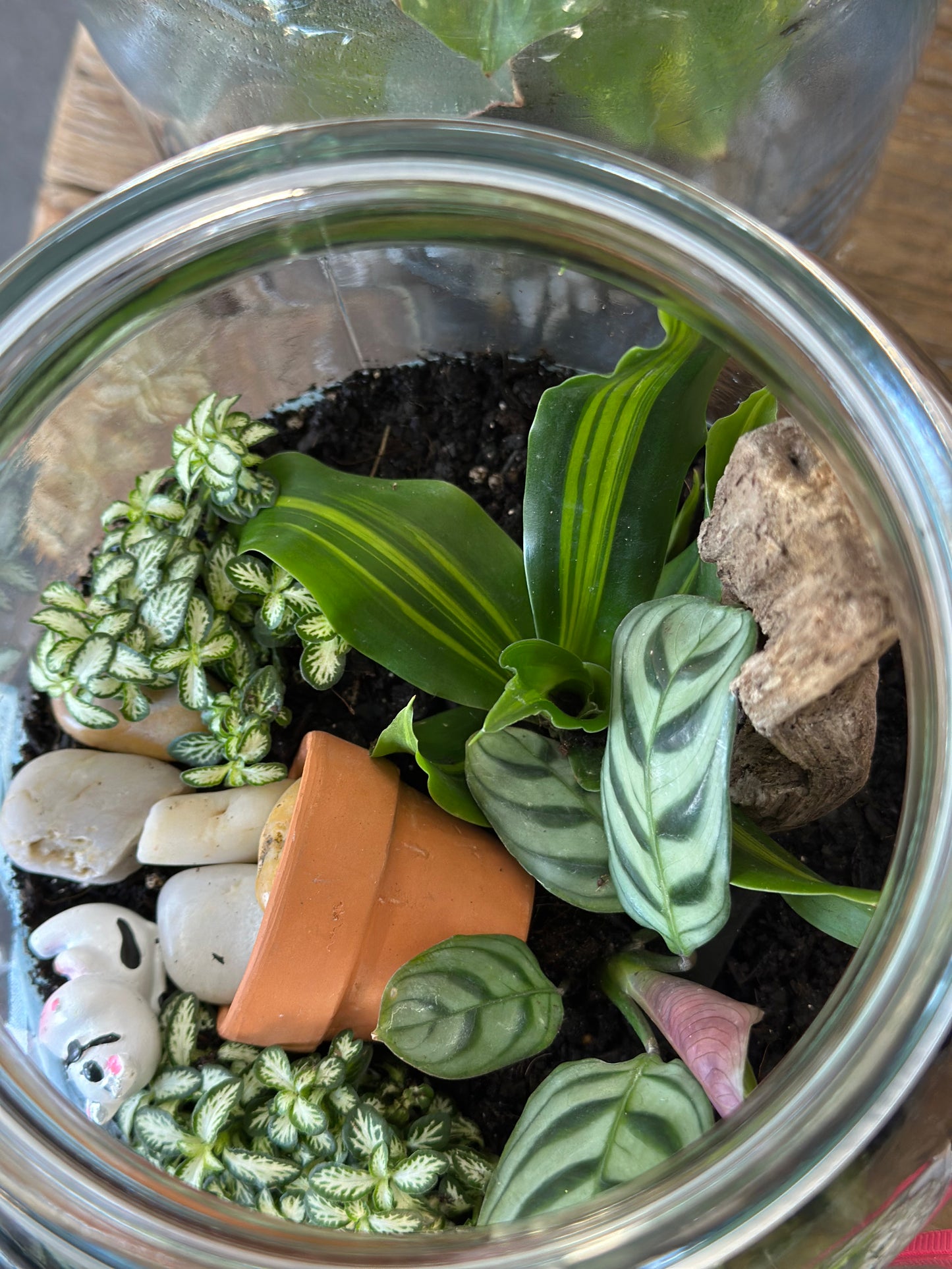Terrarium - cow