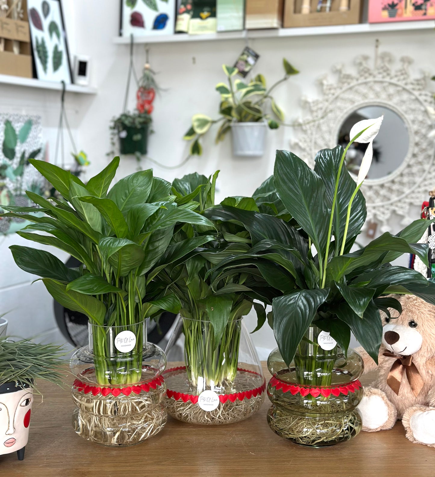 Hydro Peace Lily - Black Stones