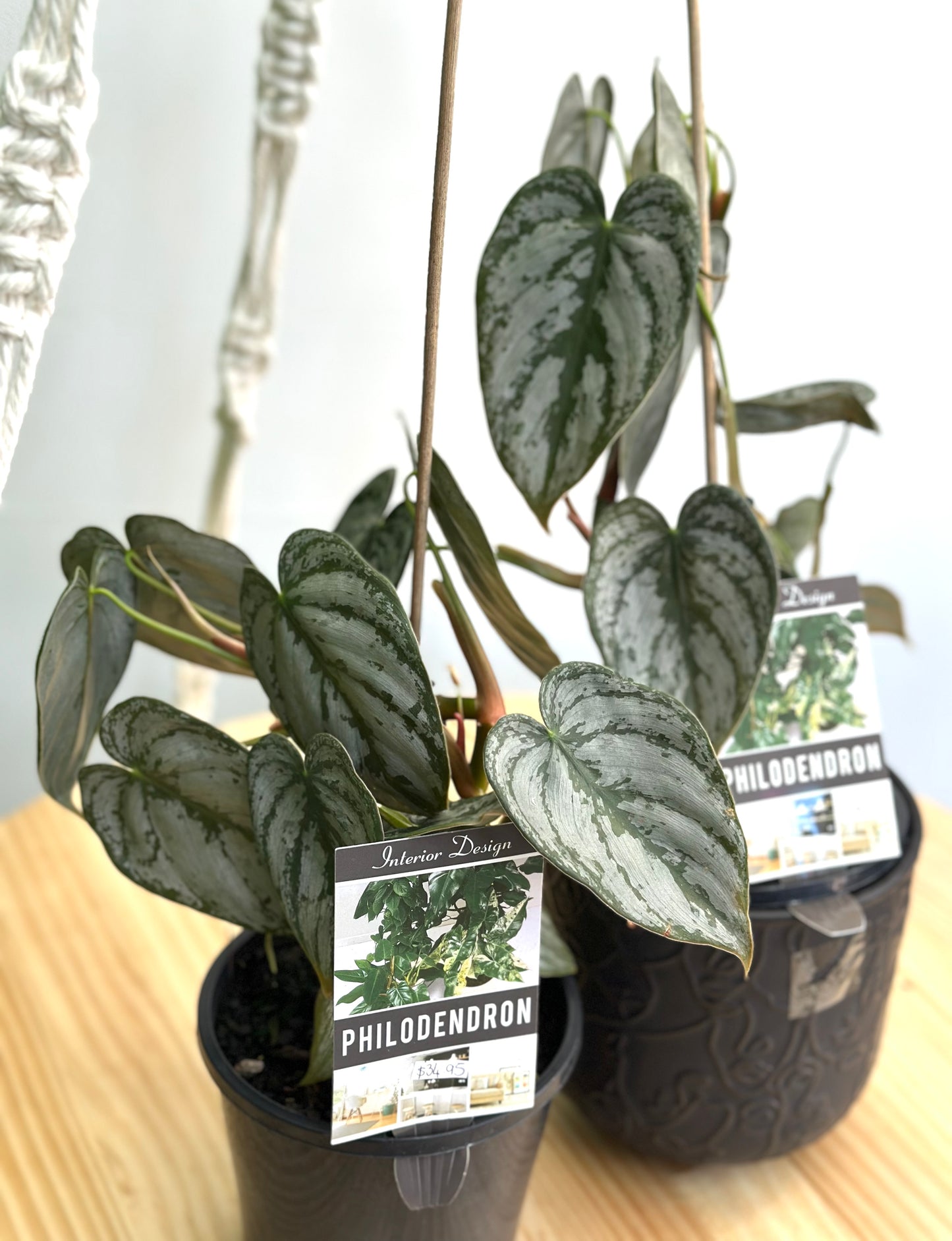 130mm Philodendron Brandi