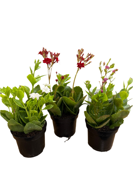 95mm Kalanchoe Blossfeldiana -assorted