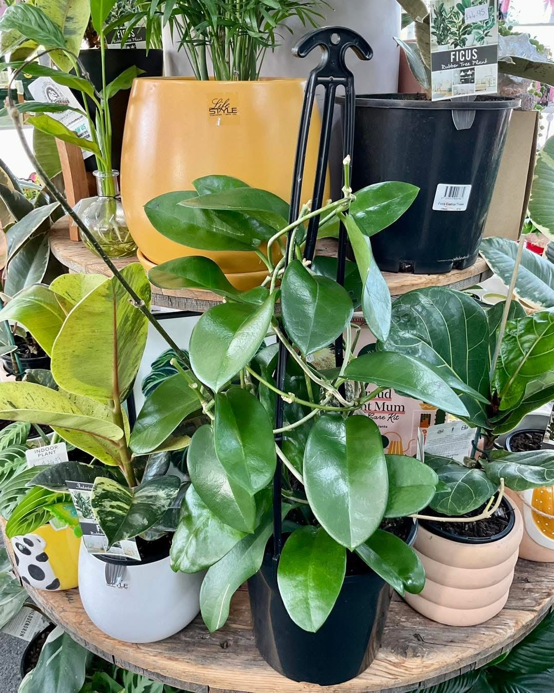 200mm Hoya Carnosa