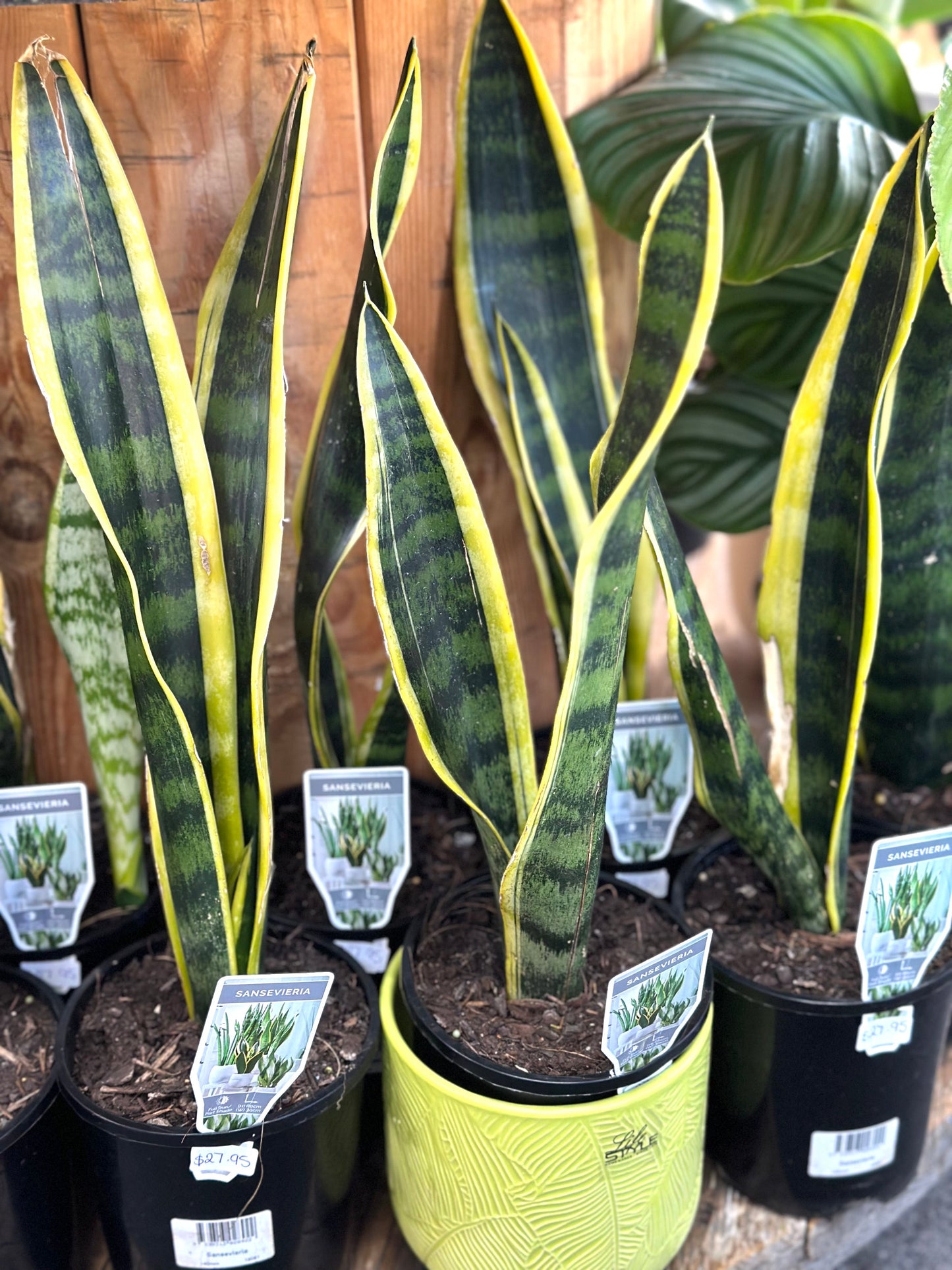 130mm Snake Plant - Sanseveria Black Gold