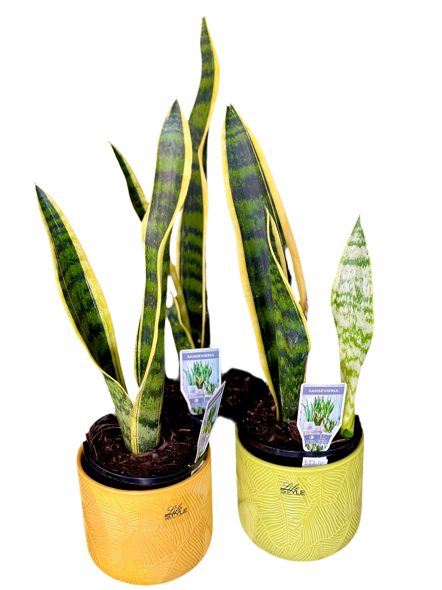 130mm Snake Plant - Sanseveria Black Gold