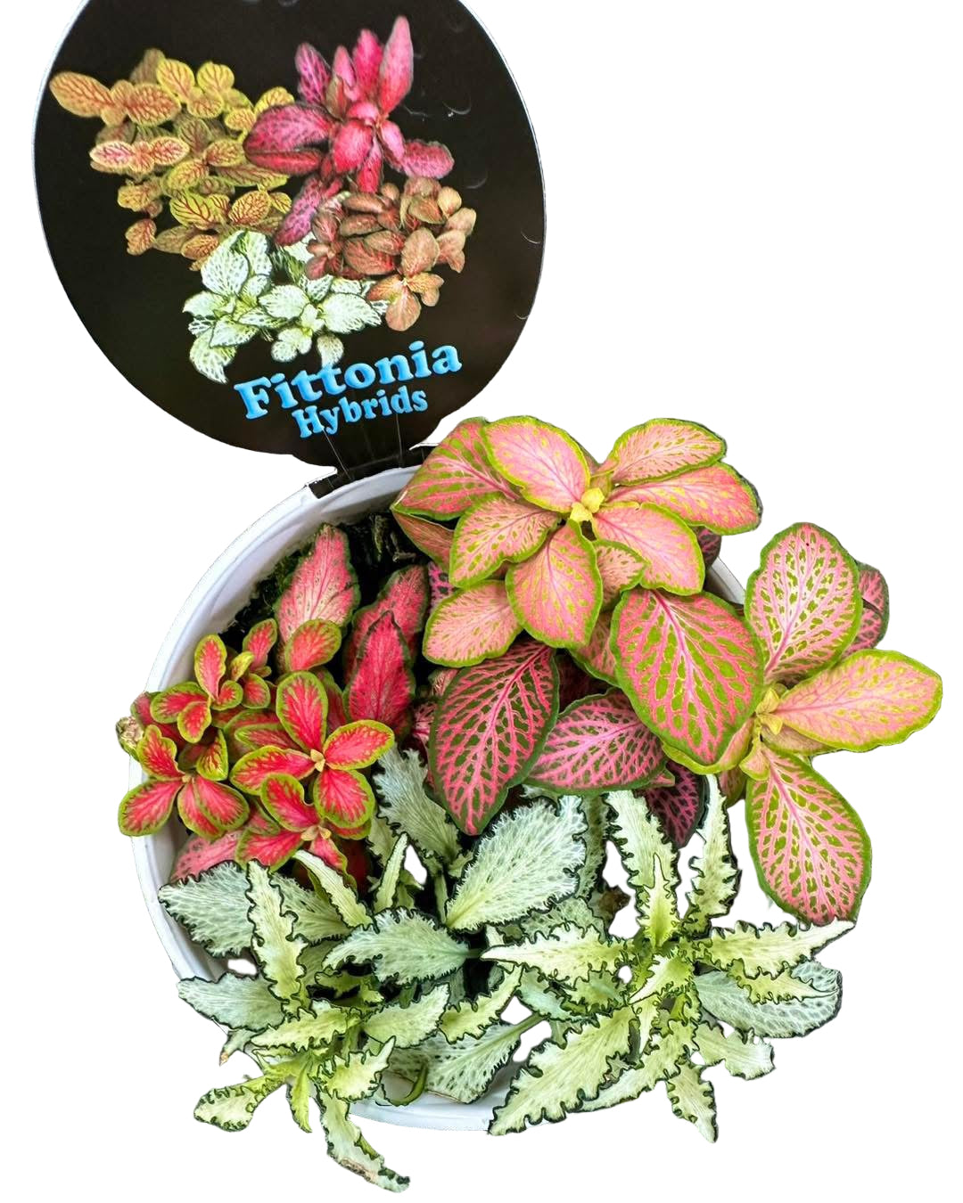 Triple Planted Fittonia