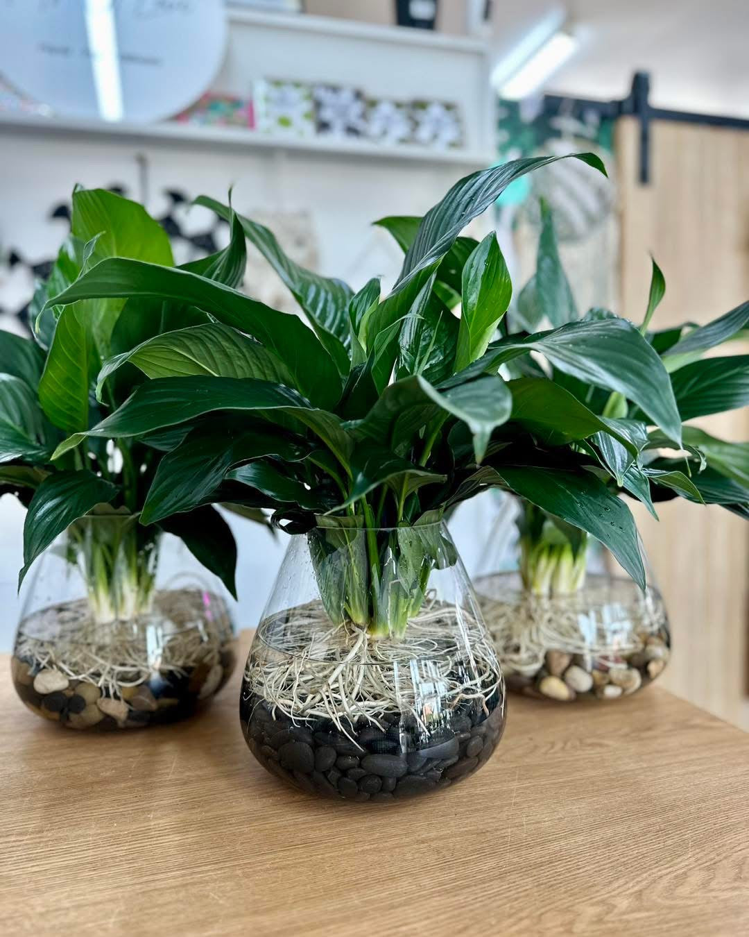 Hydro Peace Lily - Black Stones