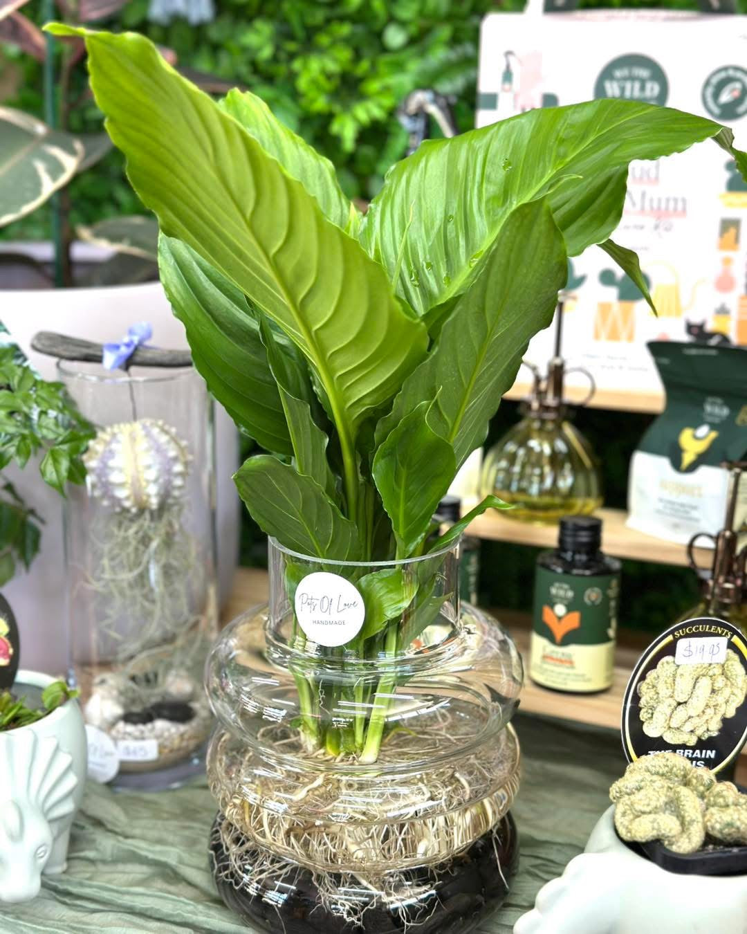 Hydro Peace Lily - Black Stones