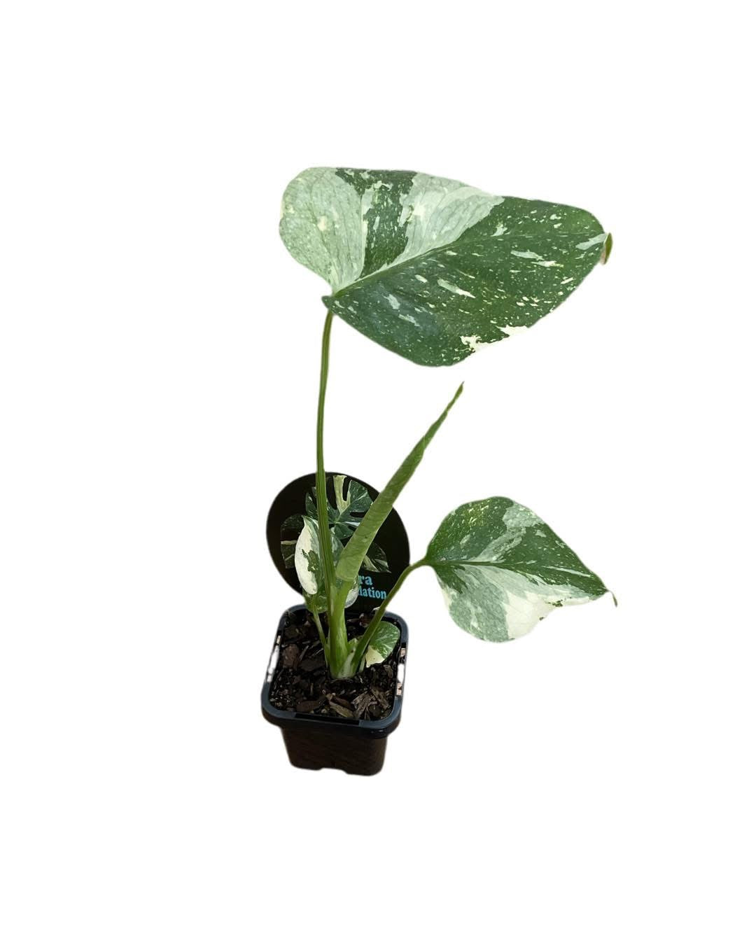 Monstera Thai Constellation