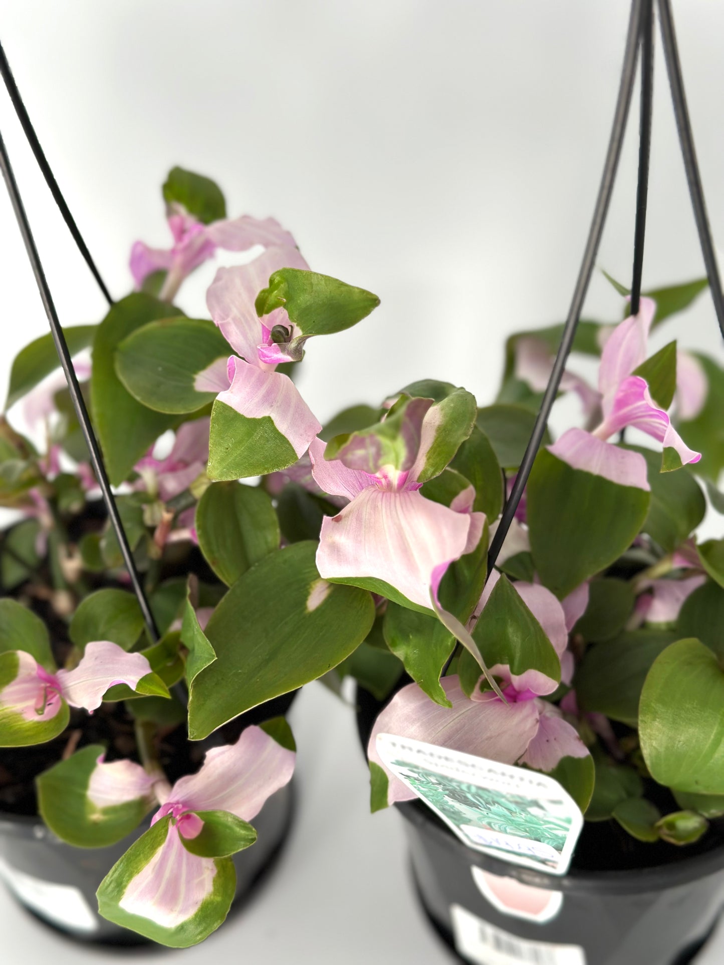 130mm Tradescantia Blushing Bride