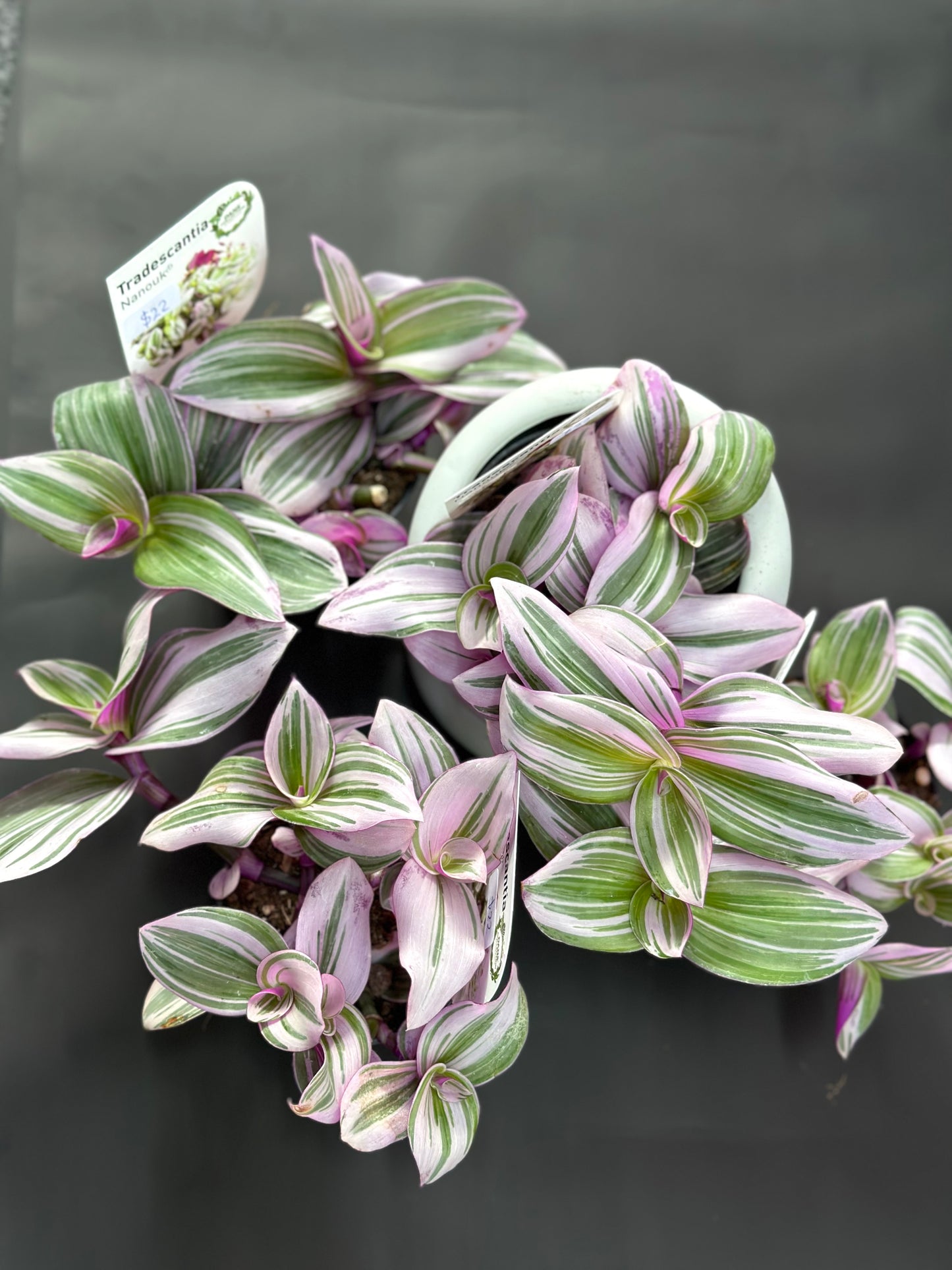 95mm Tradescantia Nanouk