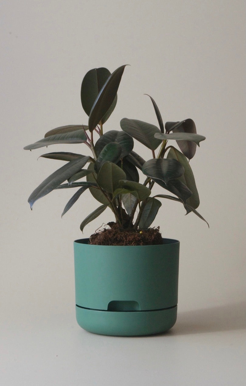 Mr Kitly Self Watering Pots 170mm