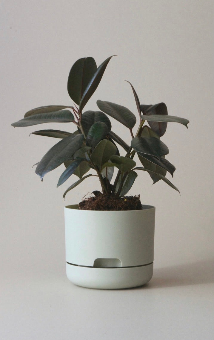 Mr Kitly Self Watering Pots 170mm